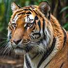 Почему тигр полосатый