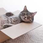 Почему у кошек в темноте светятся глаза