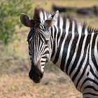 Какого цвета зебра