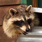 Еноты оккупировали город в Германии. Льготная ипотека для чиновников. Советуем сериалы