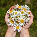 Flower power или рассказ про то, как в России боролись с чахоткой