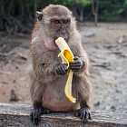 Едят ли обезьяны бананы