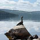 Существует ли Лох-Несское чудовище