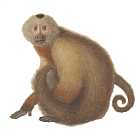 Рембрандт ванн Рейн и обезьянка