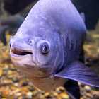 Могут ли рыбы жить на суше