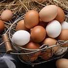 Что было раньше – курица или яйцо