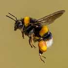 Современный панпсихизм. Что стало его толчком? Эксперимент со шмелями