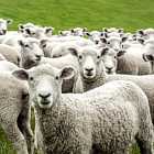 Обнаружено гигантское кольцо из галактик. Во Франции овец записали в ученики. Новые сериалы