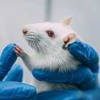 Крысы в исследованиях: аутизм, шизофрения, воздействия на мозг