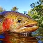 Сбежавшая форель, покупка автомобилей в России и обвал крипторынка