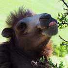 Почему верблюду небольно есть колючки