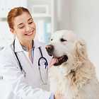 Профессия ветеринарного врача