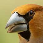 Почему у птиц нет зубов