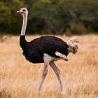 Почему страус не умеет летать