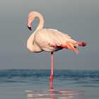 Почему фламинго стоят на одной ноге