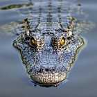 Гастропутешественник Антон Зайцев о том, как ловить крокодилов и венгерской колбасе