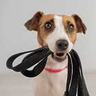 Новые заявления Трампа. Штрафы за самовыгул собак