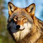 О чем сказка «Иван-царевич и серый волк»