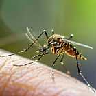 Для чего нужны комары