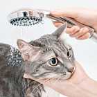 Почему кошки не любят воду