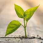 Как тонкий росток может пробить асфальт