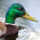 Можно ли кормить уток хлебом