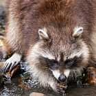 Почему енот полощет свою еду