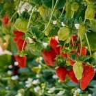 Тополиная метель в Москве. Земляника подорожает вдвое. Хрупкость костей из-за недосыпа