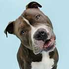 Могут ли животные смеяться