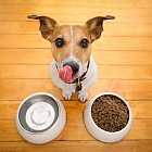 Мифы о питании домашних животных