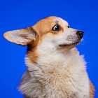 Сохранение ключевой ставки. Депутат КПРФ заявил, что готов сжечь всех собачников