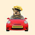 Такси для домашних животных в Бразилии. Самый счастливый город мира. Самозапрет на покупку алкоголя