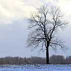 Почему вокруг деревьев снег тает быстрее