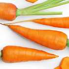 Вся правда о моркови