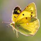 Из чего сделаны крылья бабочек