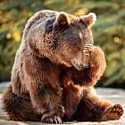 Правда ли, что медведь сосет лапу