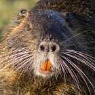 Почему у бобров оранжевые зубы