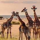 Как спят жирафы