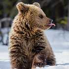 Коровин и испанские легенды о России