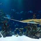 Что пилит рыба-пила