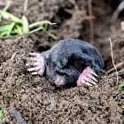 Правда ли, что кроты слепые