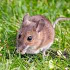 Наталья Нордман (часть 2)