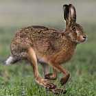 Правда ли, что заяц косой