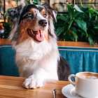 Мода на маленьких собак. Pet-friendly тренд. Откуда берутся массы бездомных животных?