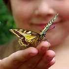 Бабочка – это летящая душа бабушки