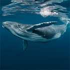 Гид-биолог Анастасия Куница о морских млекопитающих. Почему киты выбрасываются на берег?