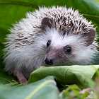 Ежи оказались Красной книге. В Хабаровске дети начнут изучать идеологию КНДР