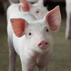 ИИ учится понимать свиней. Зима в Москве и Петербурге будет со следующей недели. Взломы Wi-Fi