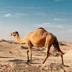 Для чего верблюду горб