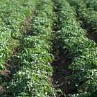 Ночная атака беспилотников. Предстоящие дебаты в США. Оценка ущерба от гибели посевов